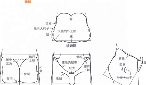 屁股位置|臀部是指哪个位置图